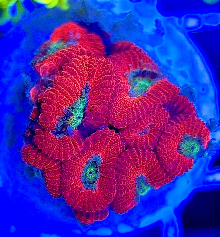Aussie Acan Micromussa AAM051303 WYSIWYG