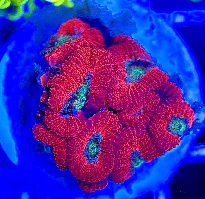 Aussie Acan Micromussa AAM051303 WYSIWYG