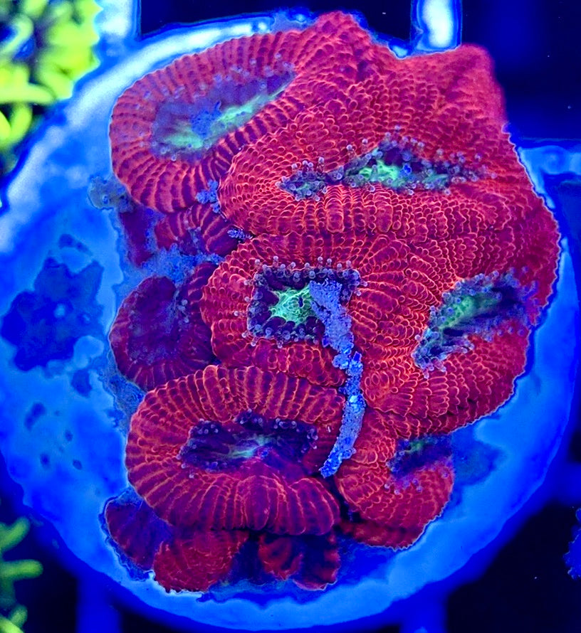 Aussie Acan Micromussa AAM051304 WYSIWYG
