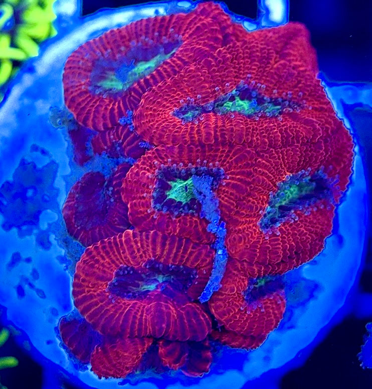 Aussie Acan Micromussa AAM051304 WYSIWYG