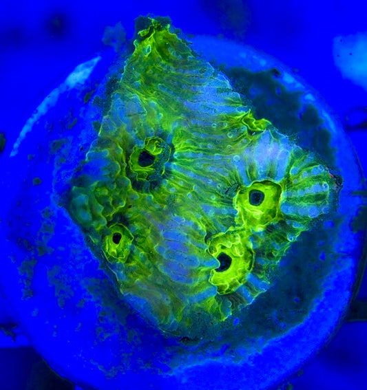 Neon Blue Green Eye Chalice NBG051301 WYSIWYG