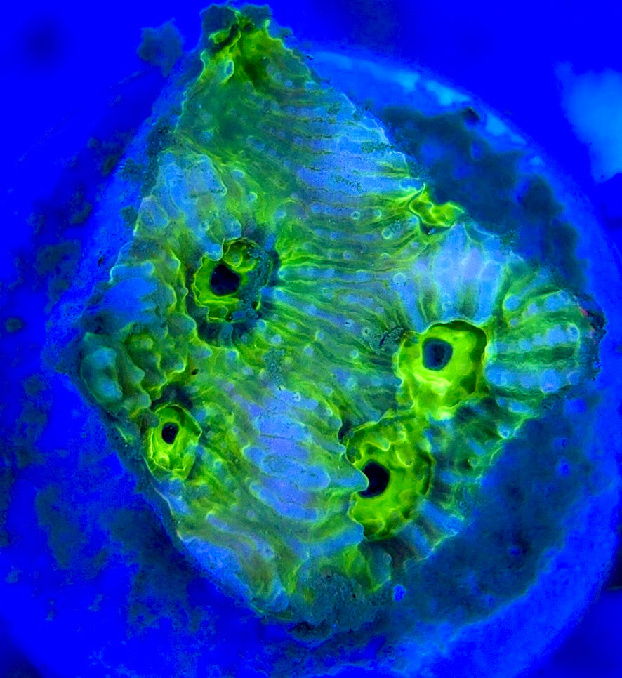 Neon Blue Green Eye Chalice NBG051301 WYSIWYG