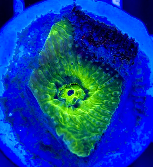 Neon Blue Green Eye Chalice NBG051302 WYSIWYG