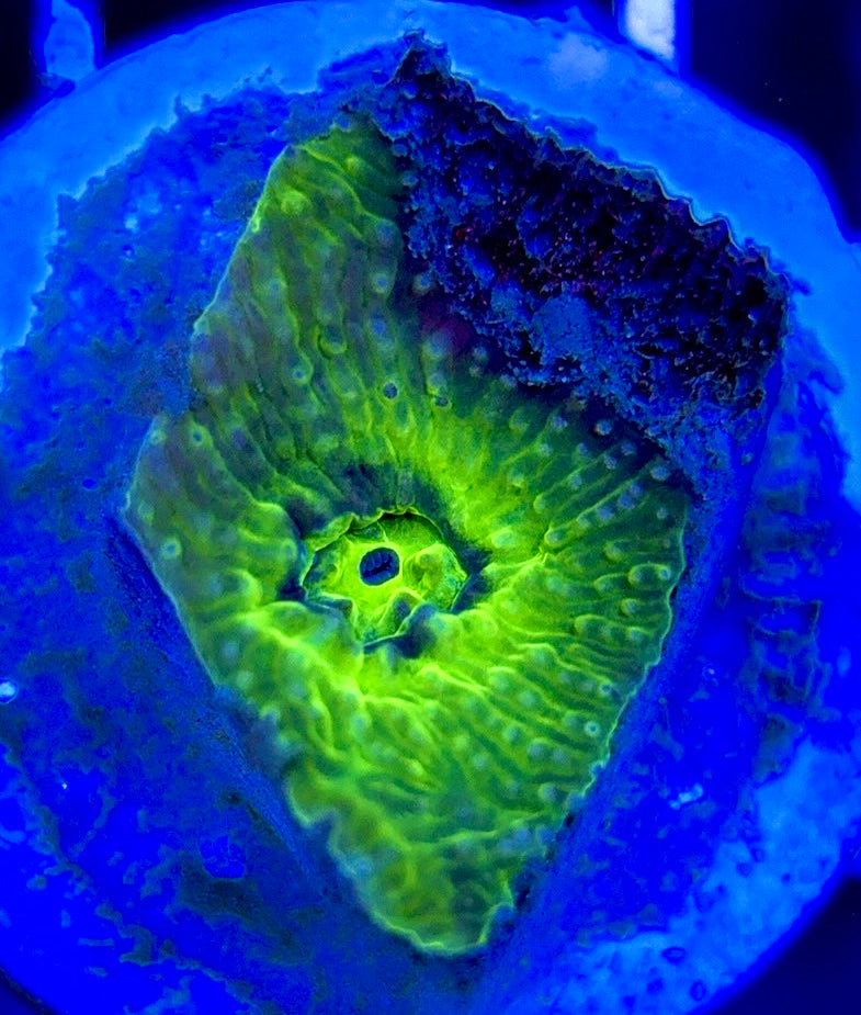 Neon Blue Green Eye Chalice NBG051302 WYSIWYG