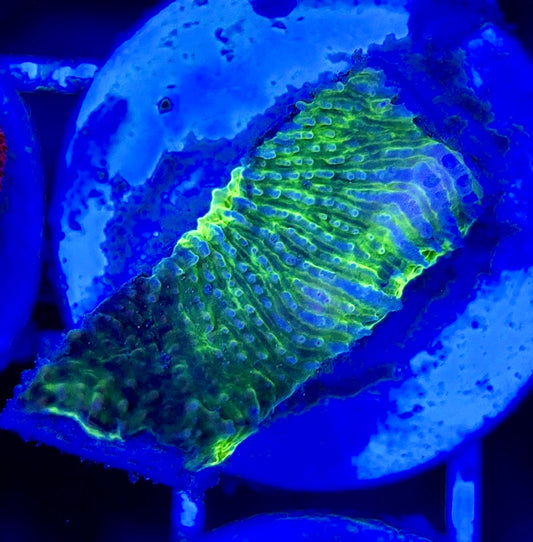 Neon Blue Green Eye Chalice NBG051303 WYSIWYG