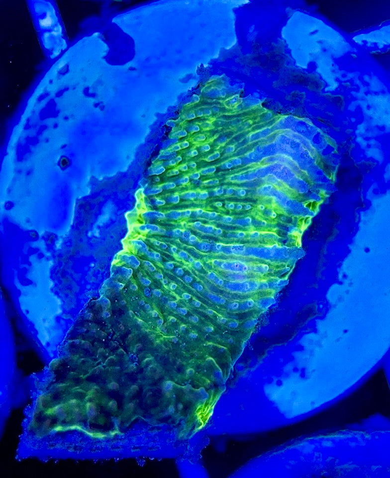 Neon Blue Green Eye Chalice NBG051303 WYSIWYG