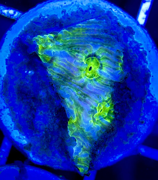 Neon Blue Green Eye Chalice NBG051304 WYSIWYG