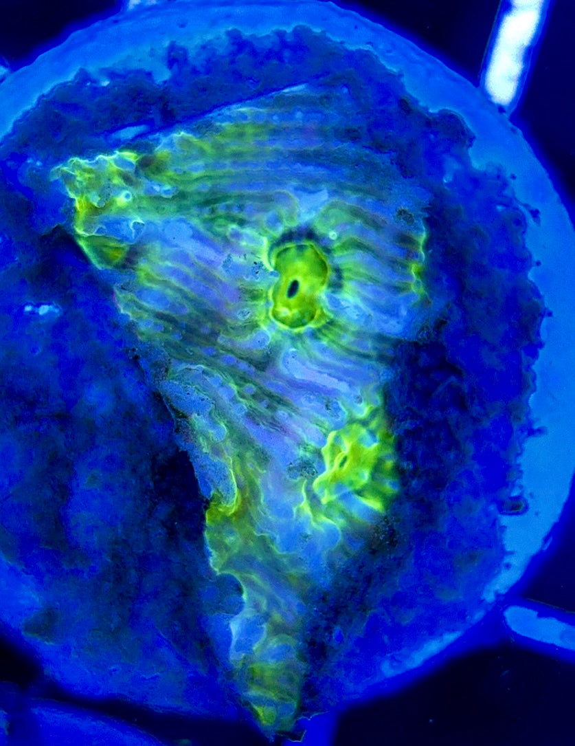 Neon Blue Green Eye Chalice NBG051304 WYSIWYG