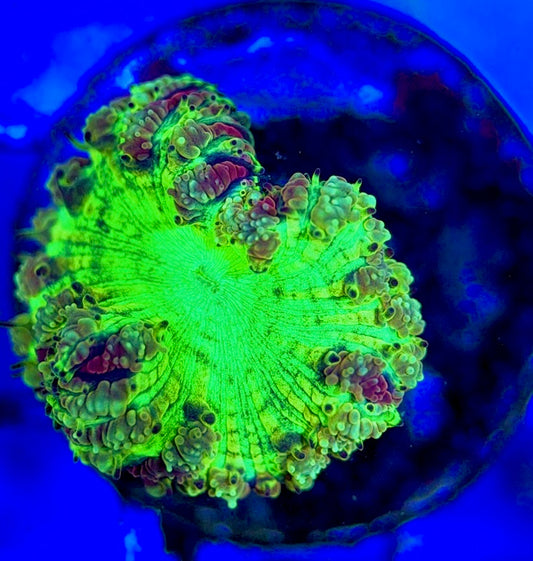 Blastomussa BM051301 WYSIWYG