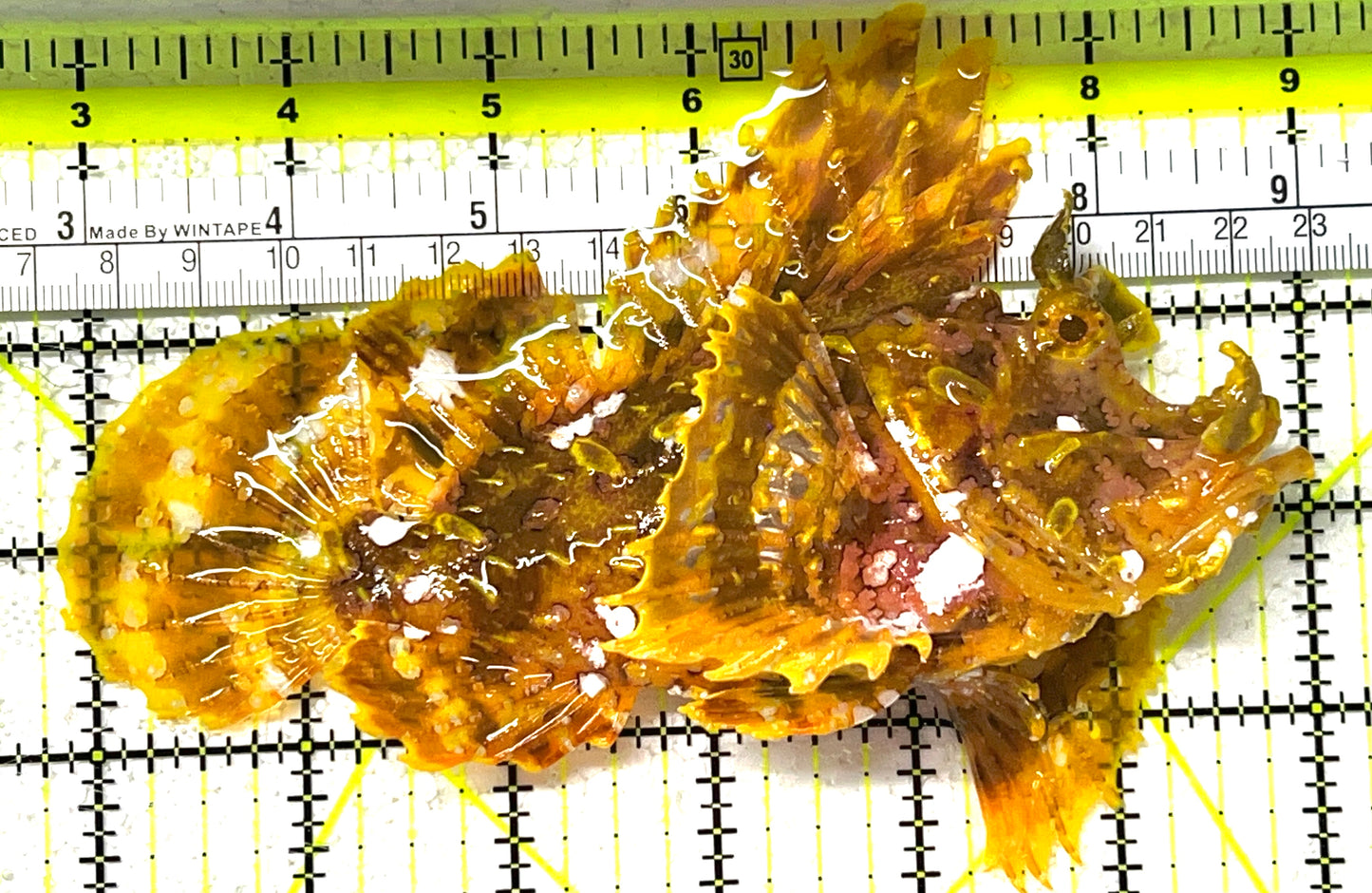 Rhinopias Fish RF111802 WYSIWYG Size: XL 6" approx