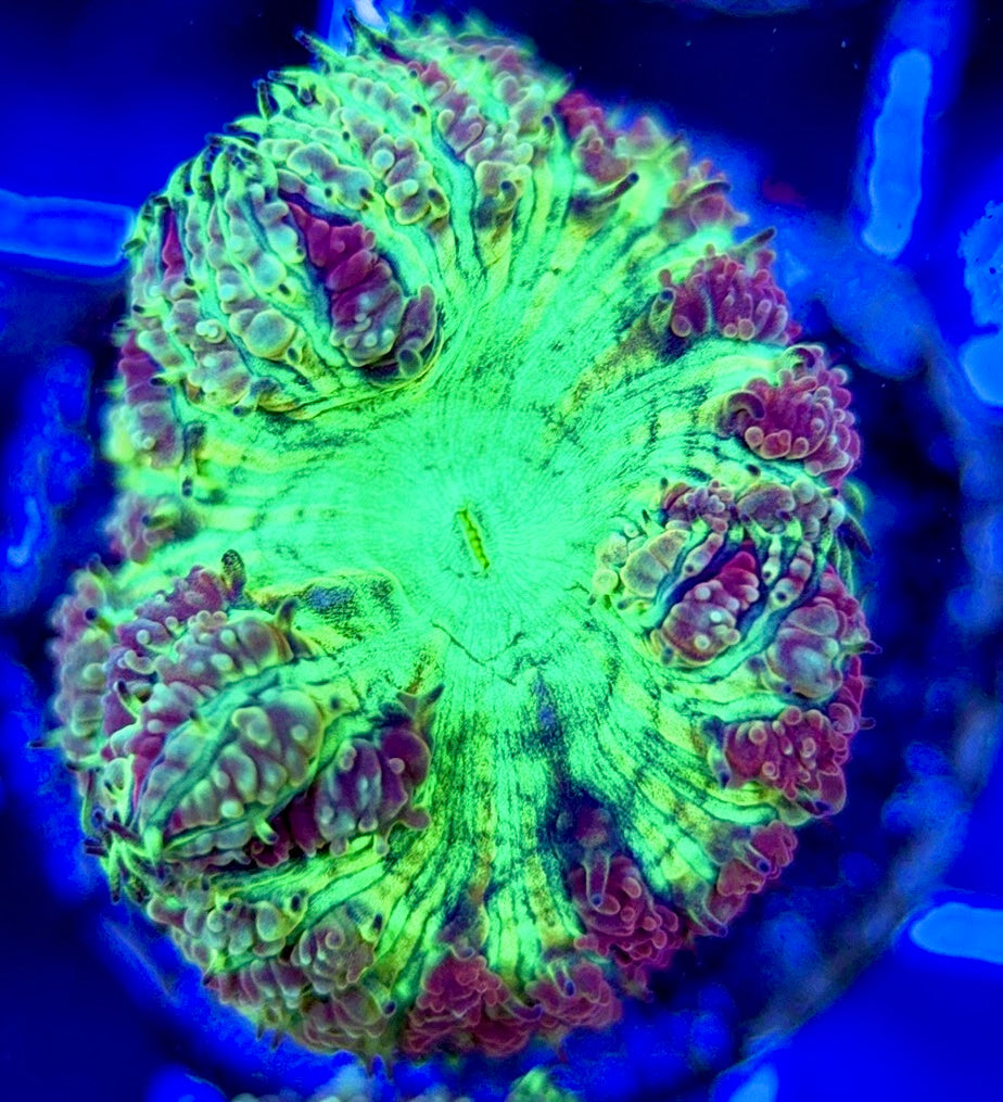 Blastomussa BM051302 WYSIWYG