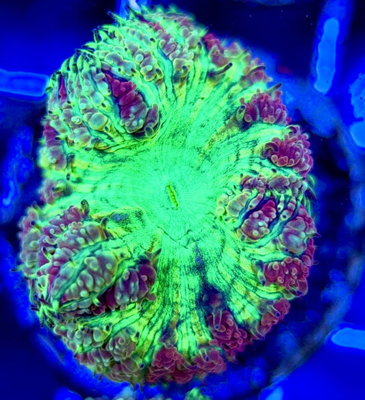 Blastomussa BM051302 WYSIWYG