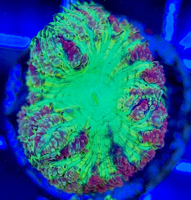 Blastomussa BM051302 WYSIWYG