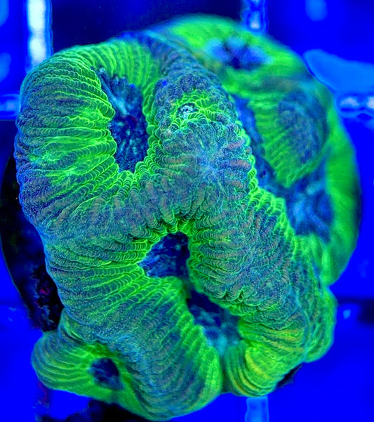 Purple Neon Platygyra PNP051301 WYSIWYG