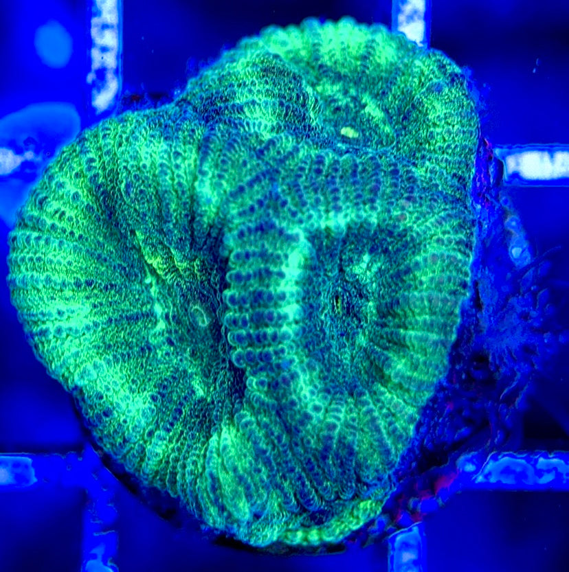 Purple Neon Platygyra PNP051303 WYSIWYG