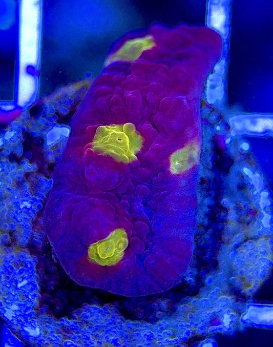 Golden Eye Purple Chalice GEP051302 WYSIWYG