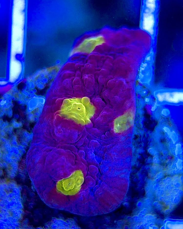Golden Eye Purple Chalice GEP051302 WYSIWYG