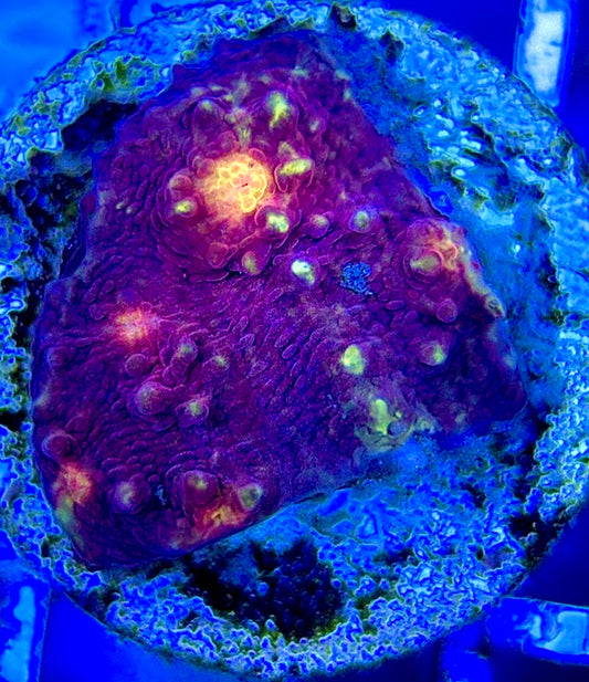 Golden Eye Purple Chalice GEP051303 WYSIWYG