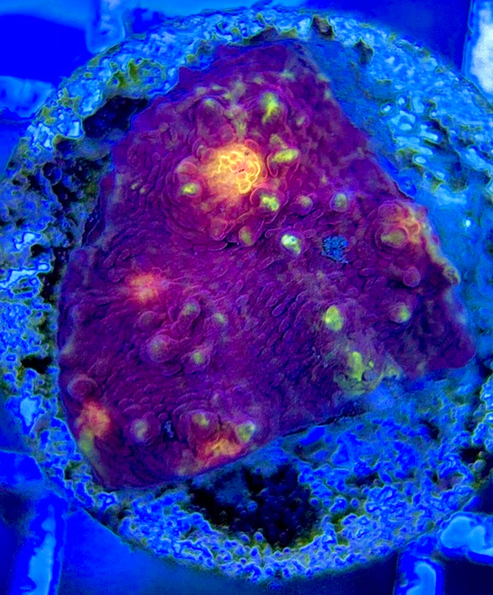 Golden Eye Purple Chalice GEP051303 WYSIWYG