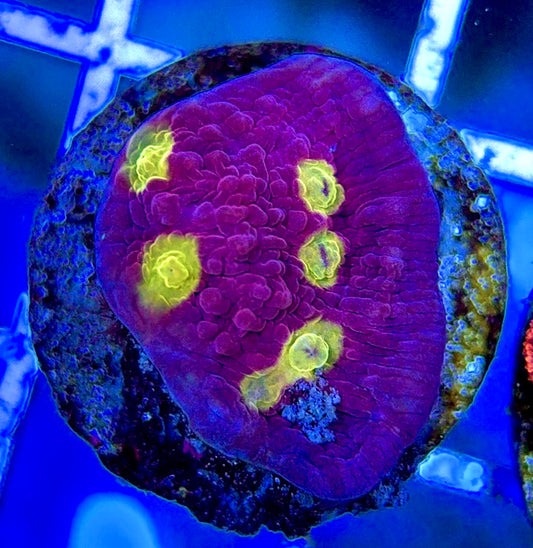 Golden Eye Purple Chalice GEP051304 WYSIWYG