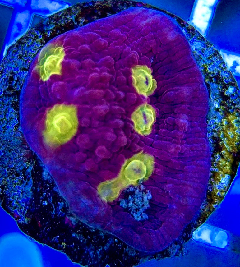 Golden Eye Purple Chalice GEP051304 WYSIWYG