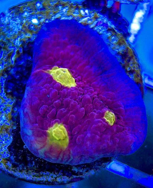 Golden Eye Purple Chalice GEP051301 WYSIWYG