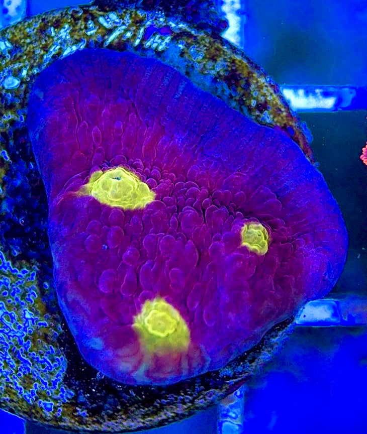 Golden Eye Purple Chalice GEP051301 WYSIWYG
