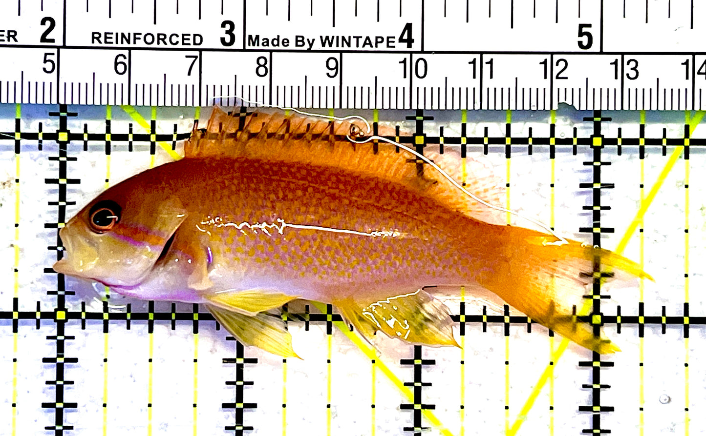 Female Noble Anthias (Very Rare) XL: S 3" to 4"