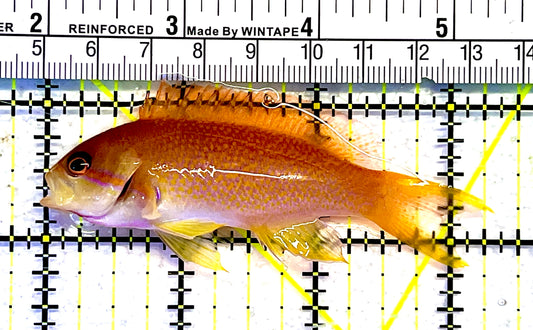 Female Noble Anthias (Very Rare) XL: S 3" to 4"