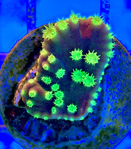 Neon Polyp Aussie Tubinaria Scroll NPT051301 WYSIWYG