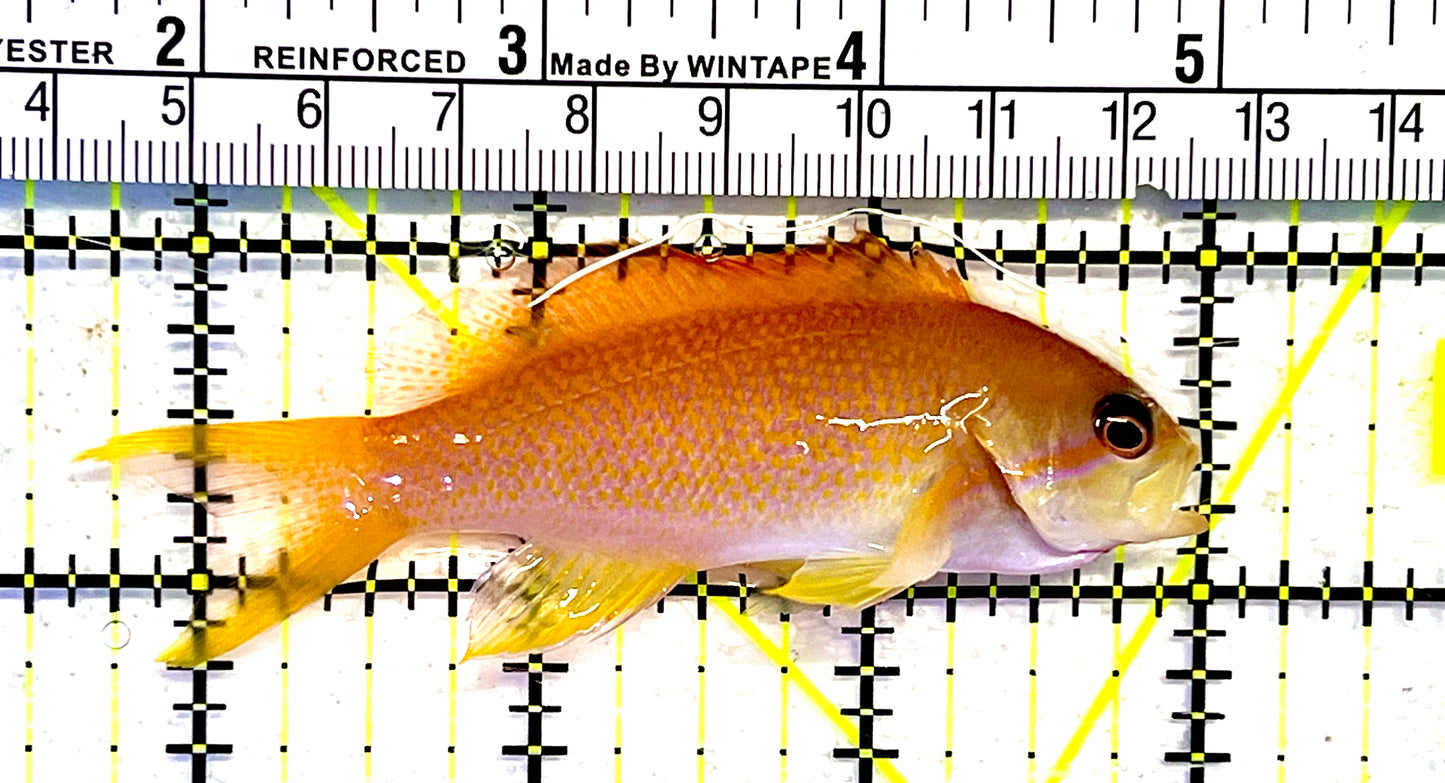 Female Noble Anthias (Very Rare) XL: S 3" to 4"