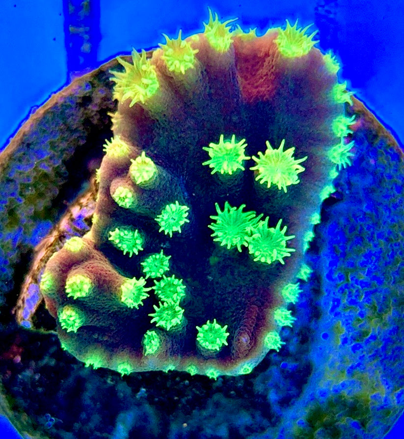 Neon Polyp Aussie Tubinaria Scroll NPT051301 WYSIWYG