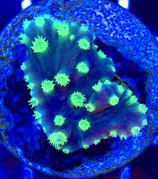 Neon Polyp Aussie Tubinaria Scroll NPT051303 WYSIWYG