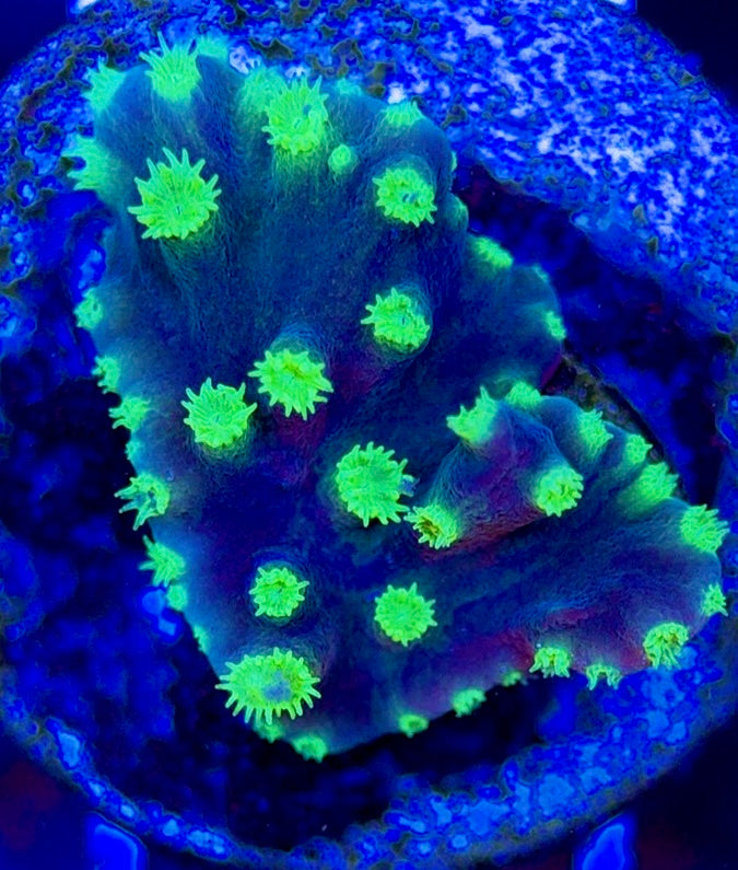 Neon Polyp Aussie Tubinaria Scroll NPT051303 WYSIWYG