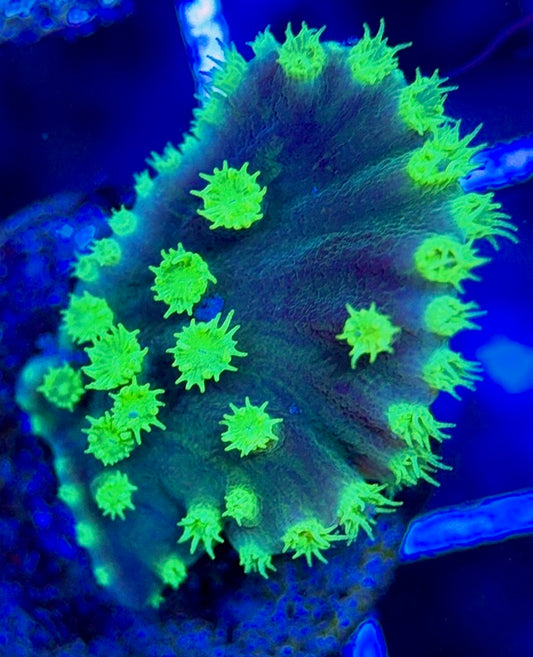 Neon Polyp Aussie Tubinaria Scroll NPT051304 WYSIWYG