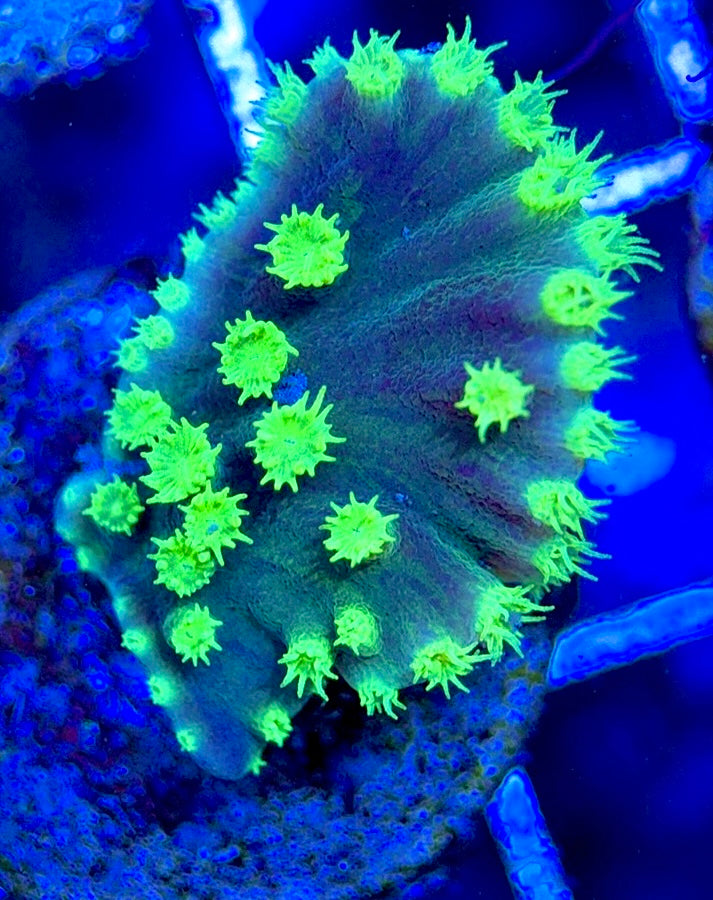 Neon Polyp Aussie Tubinaria Scroll NPT051304 WYSIWYG