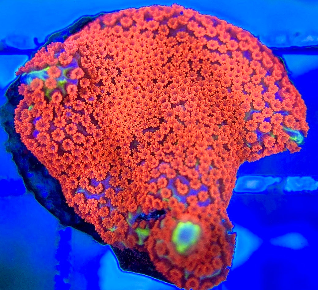 VA Bubblegum Montipora VBM051301 WYSIWYG