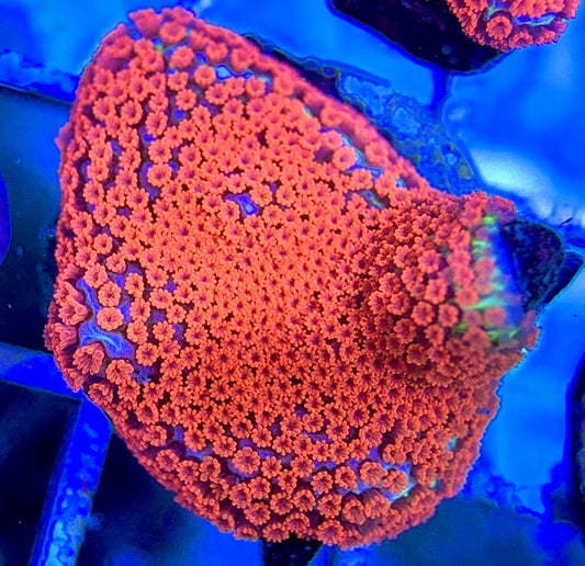 VA Bubblegum Montipora VBM051302 WYSIWYG