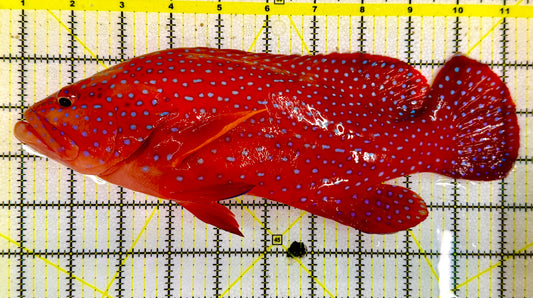 Miniatus Grouper WYSIWYG MGT022701 Size: XXXL/SHOW 11" Approx