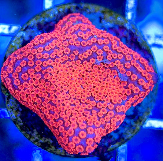 VA Bubblegum Montipora VBM051303 WYSIWYG