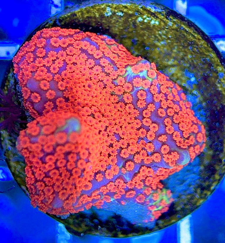 VA Bubblegum Montipora VBM051304 WYSIWYG