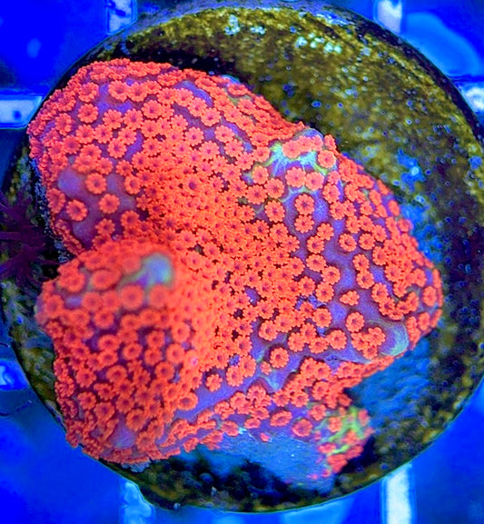 VA Bubblegum Montipora VBM051304 WYSIWYG