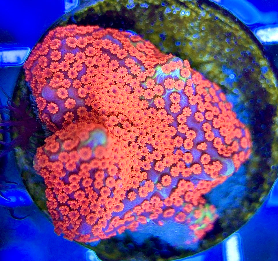 VA Bubblegum Montipora VBM051304 WYSIWYG