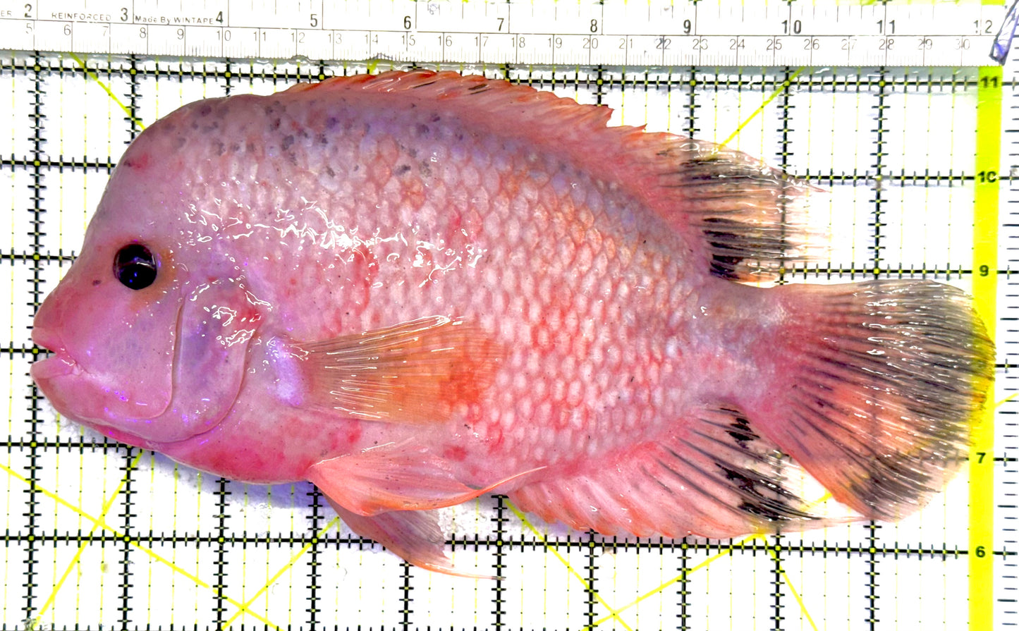 Flower Horn FH040601 WYSIWYG Size: XXL 10.25" approx