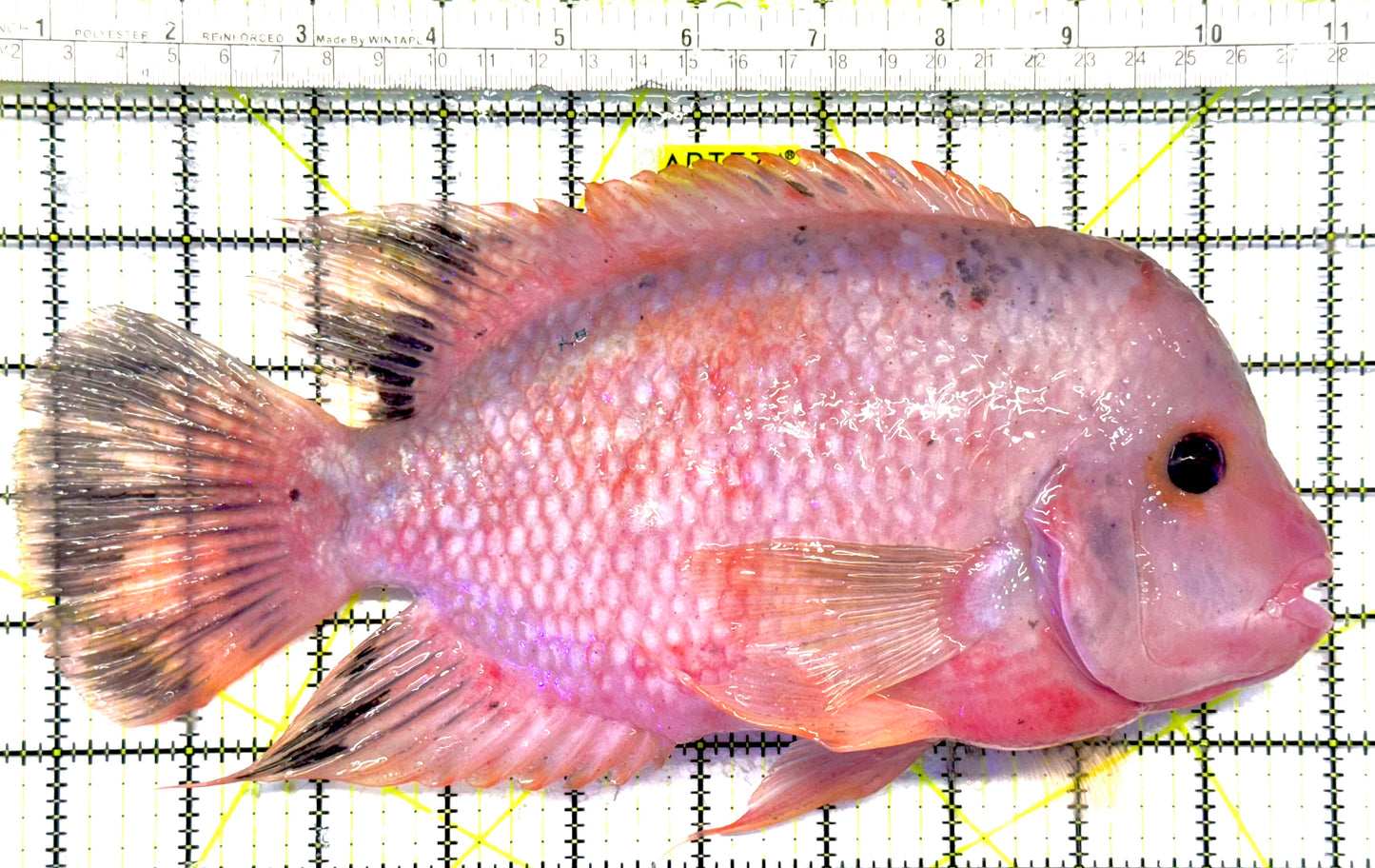 Flower Horn FH040601 WYSIWYG Size: XXL 10.25" approx