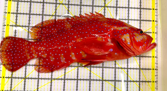 Miniatus Grouper WYSIWYG MGT022702 Size: XXXL/SHOW 13" Approx