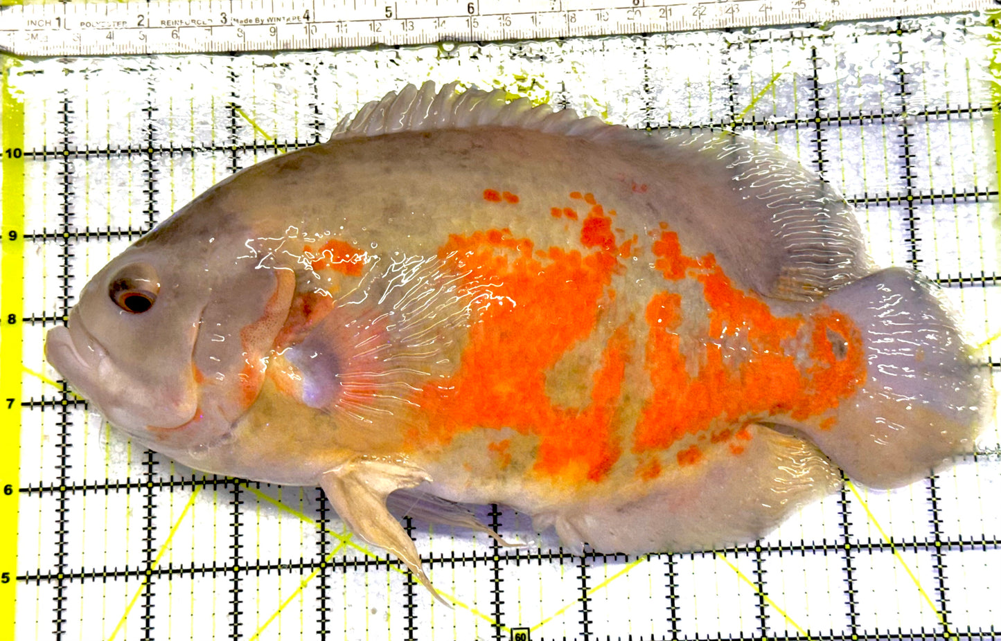 Oscar Albino Tiger OAT040601 WYSIWYG Size: XXL 10.5" approx