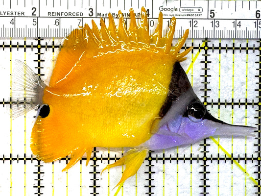 Yellow Longnose Butterflyfish YLB013101 WYSIWYG Size: XL 4.5" approx