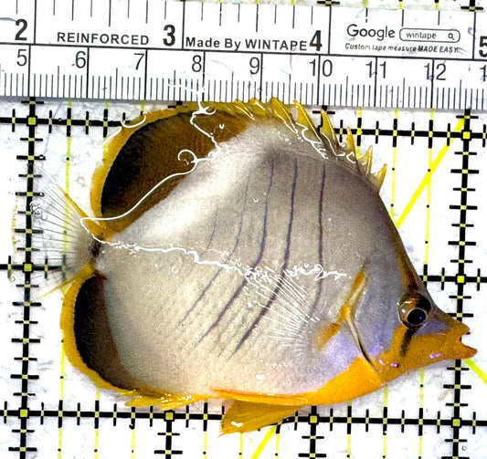 Yellow Head Butterflyfish YHB013101 WYSIWYG Size: ML 3.25" approx