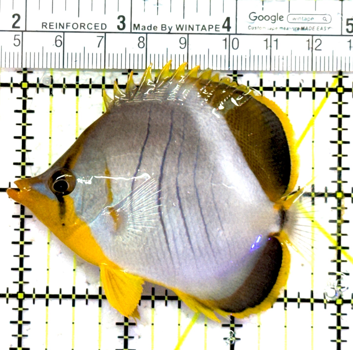 Yellow Head Butterflyfish YHB013101 WYSIWYG Size: ML 3.25" approx